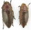 Buprestidae TR 13