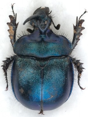 enoplotrupes-sharpinet_prd.jpg