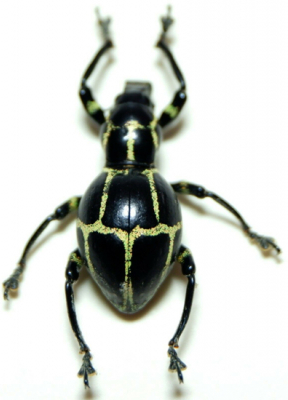 pachyrrhynchus-phaeleratusnet_prd.jpg