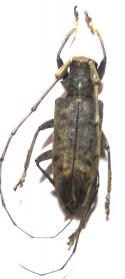 acalolepta-rusticatrix-fem_prd.jpg