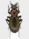 Cratocechenus akinini