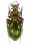 Chrysocarabus punctatoauratus ayensis