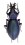 Teratocarabus azrael mizunumaianus