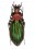 Chrysocarabus lateralis bilineatus