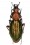 Chrysocarabus punctatoauratus bouisseti