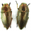 Buprestidae Irak 2