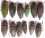 Buprestidae ZA 2