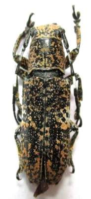 callimetopus-bifasciatus-male_prd.jpg