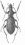 Cratocechenus akinini puellus