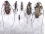 Scientific lot Cerambycidae Laos 4