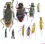 Scientific lot Cerambycidae Laos 2