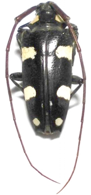 cereopsius-affinisnet_prd.jpg