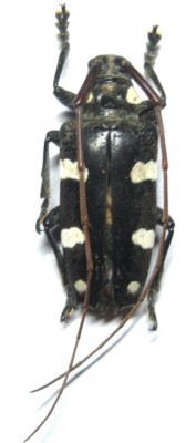 cereopsius-luctor-fem_prd.jpg