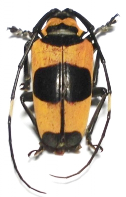 cereopsius-questor-nigrobasalisnet-fem_prd.jpg