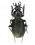 Diocarabus chamissoni washingtoni