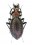 Rhigocarabus choui