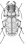 Cicindela campestris