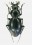 Cyclocarabus minusculus