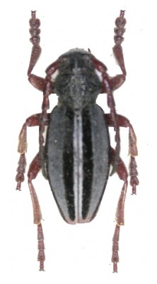 d.bistriatumnet_prd.jpg