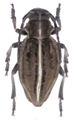 d.holosericeumnet_prd.jpg