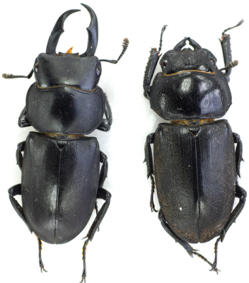 dorcus-chi5_prd.jpg