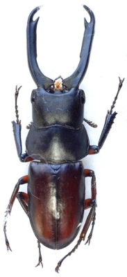 dorcus-guangxi_prd.jpg