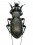 Euporocarabus  hortensis (france)