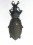 Coptolabrus formosus rostandi