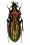 Chrysocarabus lineatus forticostis