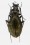 Rhigocarabus gigolo