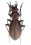 Platycarabus irregularis jurassicus