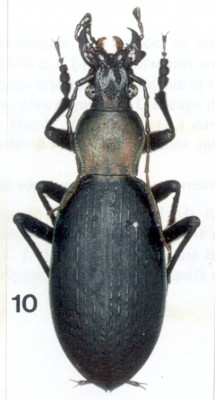 jank.obtusipennis_prd.jpg