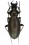 Ophiocarabus kalabellus