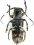Cerambycidae Phil sp.1  (17mm)