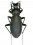 Leptocarabus arboreus exarboreus