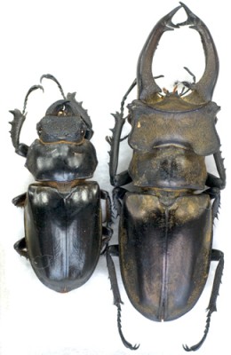 lucanus-ser.ohbayas.net_prd.jpg