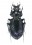 Mimocarabus maurus osculatii