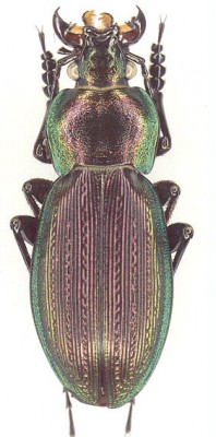 morphocarabus_prd.jpg