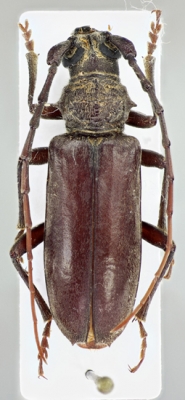 neoplocaederus-denticollis--net_prd.jpg