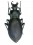 Oxycarabus saphyrinus wagneri