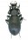 Pachycarabus roseri ciftecopruleriensis