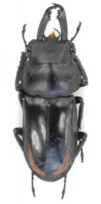 pogonodorcus-bisignatanet1_prd.jpg