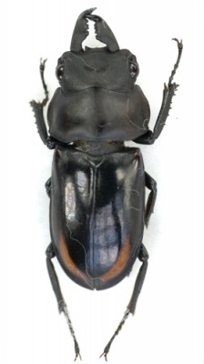 pogonodorcus-bisignatanet2_prd.jpg