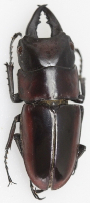 prosopocoilus-dorsalisnet_prd.jpg