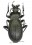 Hypsocarabus ohshimaianus