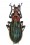 Chrysocarabus lateralis sainvali