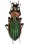 Chrysocarabus lateralis salmantinus