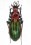 Chrysocarabus lateralis sanabriensis