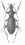 Macrothorax aumonti maroccanus