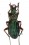 Chrysocarabus auronitens normannensis f.ind. tourteaui